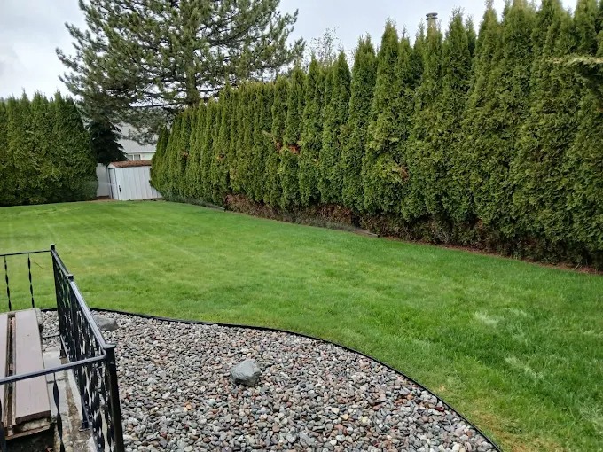 Backyard lawn enclosed by a tall privacy hedge