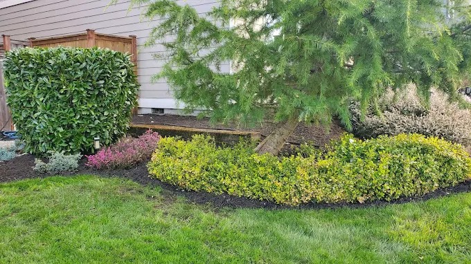 Neatly trimmed shrubs in a fresh mulch bed